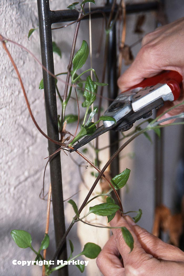 Clematis schneiden  Wann und wie? Schrder Baumschulen in Thedinghausen