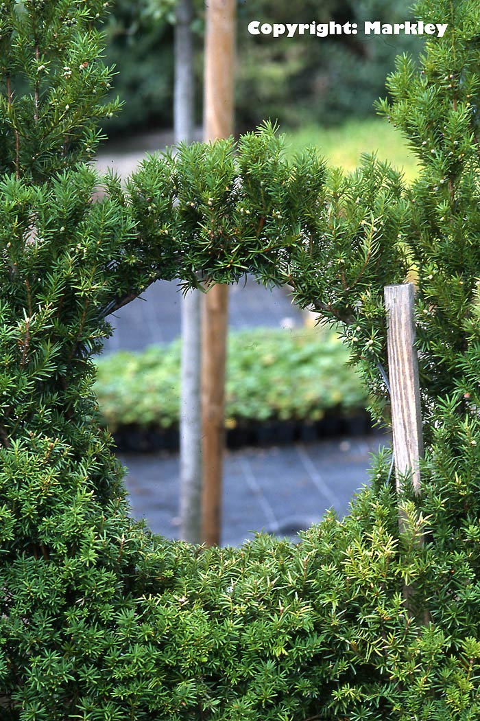 thuja smaragd zu viel wasser Thuja occidentalis main image 1